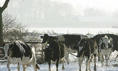 koeien sneeuw