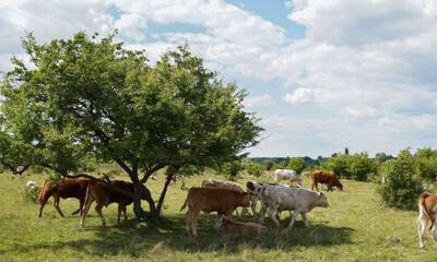 weidedieren