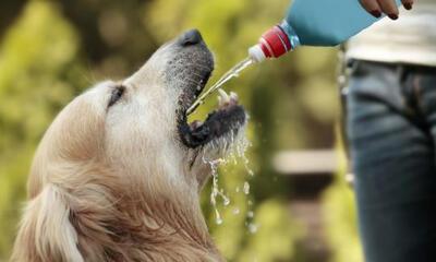 hond