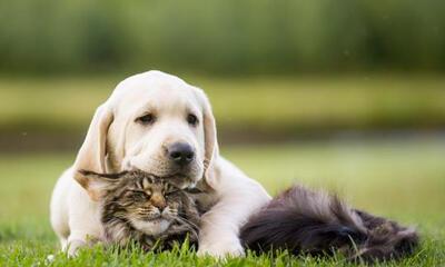 hond en kat