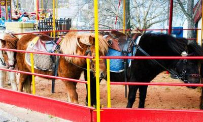 paardencarrousels