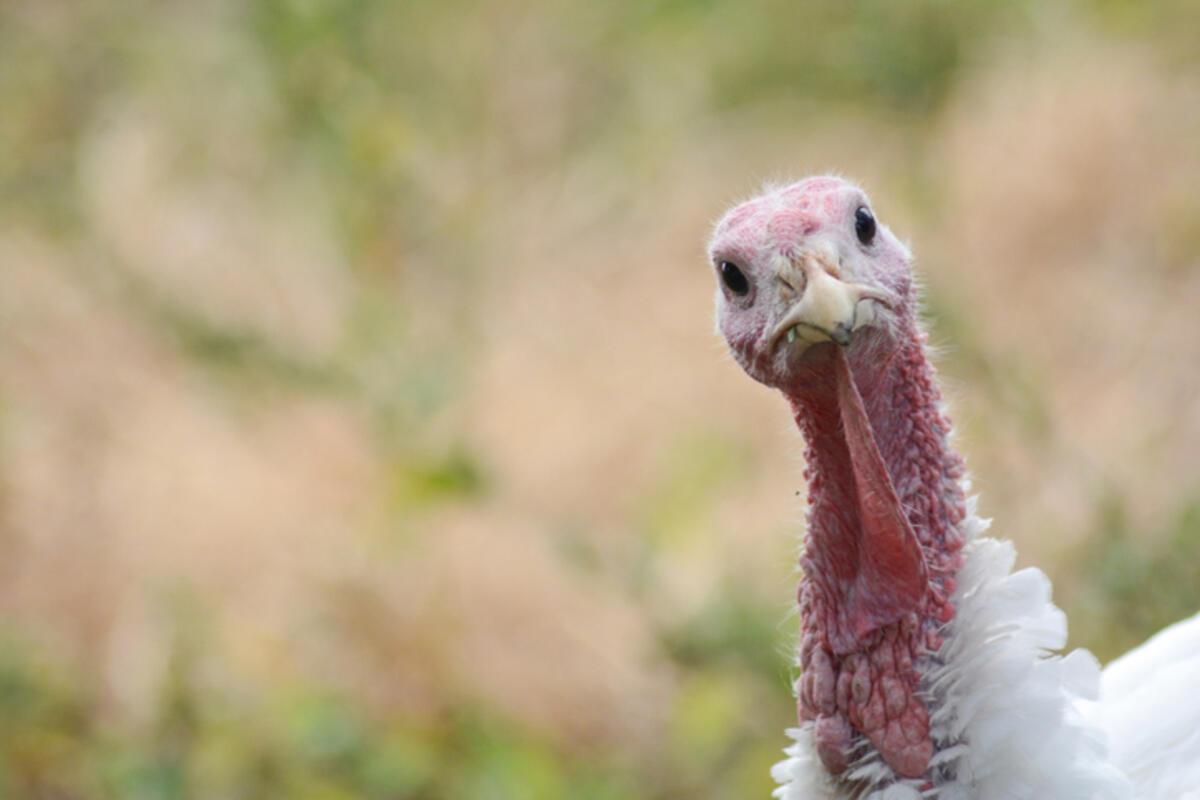 Strengere normen voor kalkoenkwekerijen: “Ook dieren die we niet graag aaien, verdienen bescherming”